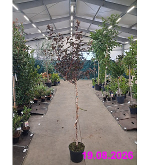 Physocarpus opulifolius 'Diable d'Or'® C 10 L